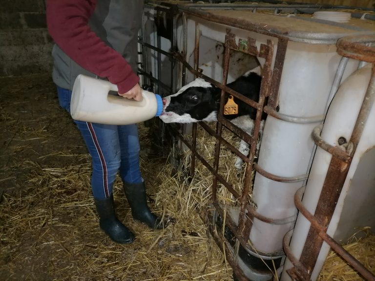 activité possible à la ferme: lors de votre séjourdonner le biberon au nouveau né., élève nourri au lait bio